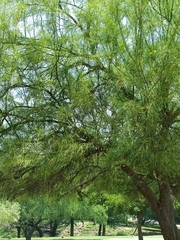 Parkinsonia aculeata