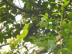 Hypsipetes ganeesa
