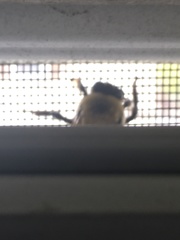 Xylocopa virginica virginica