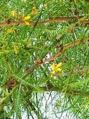 Parkinsonia aculeata