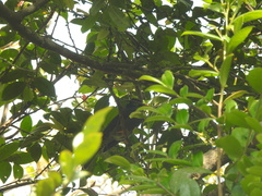 Hypsipetes ganeesa