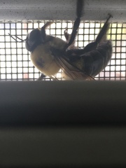 Xylocopa virginica virginica