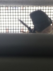 Xylocopa virginica virginica