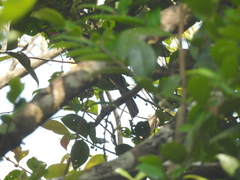 Hypsipetes ganeesa