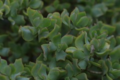 Crassula arborescens undulatifolia