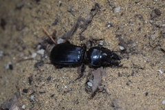 Scarites bucida