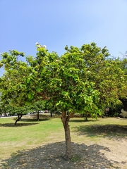 Cordia boissieri