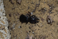 Scarites bucida