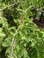 Pyracantha atalantoides