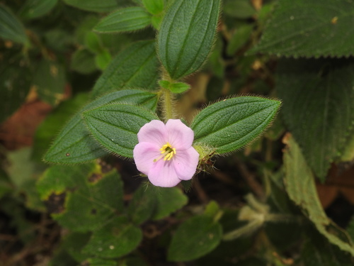 Melastoma malabathricum