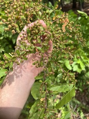 Pyracantha atalantoides