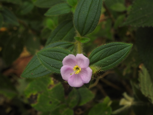 Melastoma malabathricum