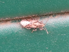 Heterogaster urticae