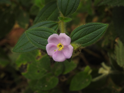 Melastoma malabathricum