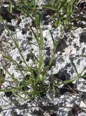 Stenaria nigricans var. floridana image