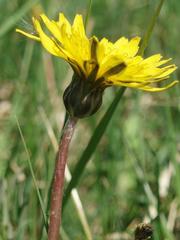 Taraxacum austrinum