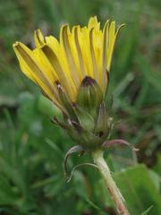 Taraxacum intermedium