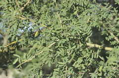 Geoffroea decorticans