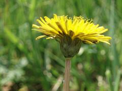 Taraxacum subalpinum