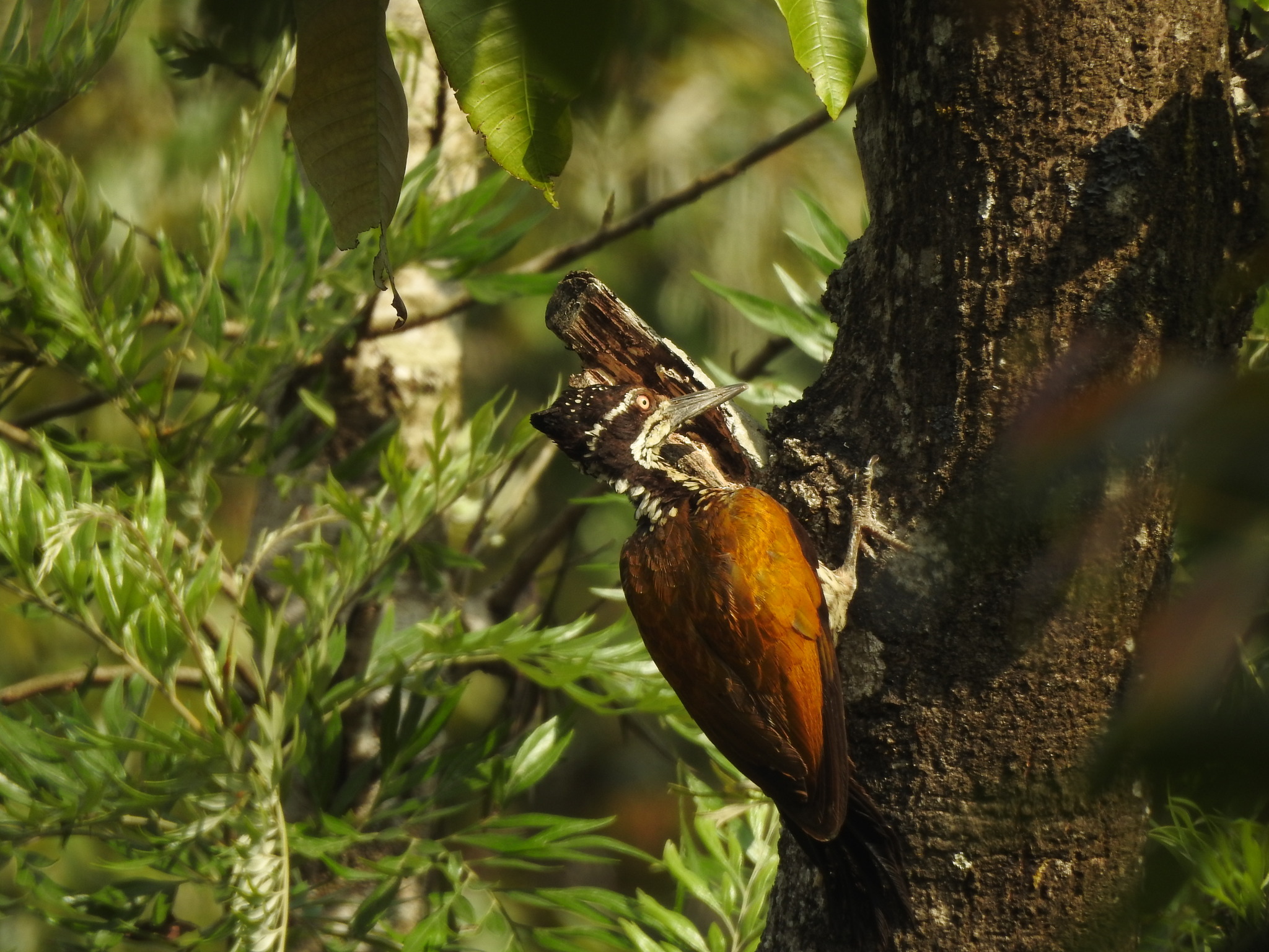 Malabar Flameback illustration