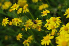 Parhelophilus