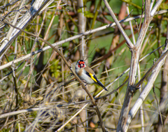 Carduelis carduelis