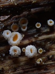 Capitotricha bicolor