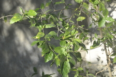 Celtis iguanaea