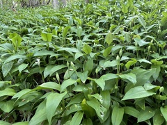 Allium ursinum