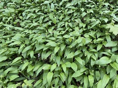 Allium ursinum
