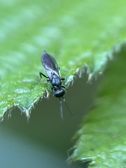 Calosotinae