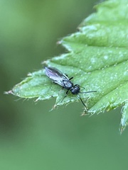 Calosotinae