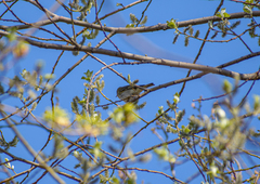 Phylloscopus trochilus