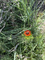 Adonis aestivalis squarrosa