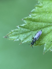 Calosotinae