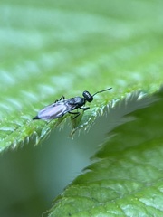 Calosotinae