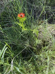 Adonis aestivalis squarrosa