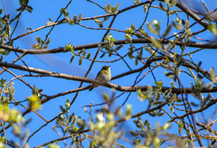 Phylloscopus trochilus