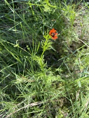 Adonis aestivalis squarrosa