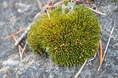 Grimmia trichophylla