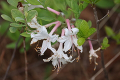 Rhododendron atlanticum