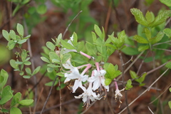 Rhododendron atlanticum
