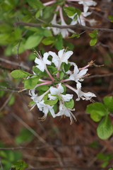 Rhododendron atlanticum