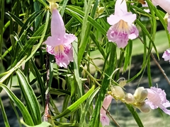 Chilopsis linearis