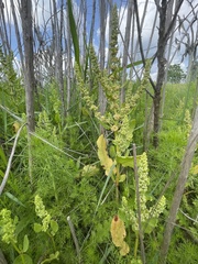 Rumex paraguayensis