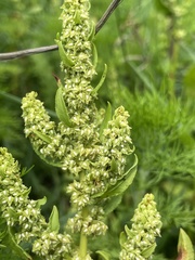 Rumex paraguayensis