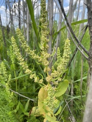 Rumex paraguayensis
