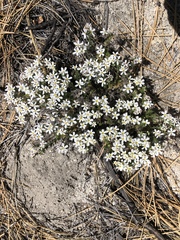 Leptosiphon melingii