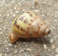 Amphidromus xiengensis