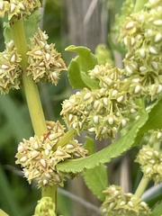 Rumex paraguayensis